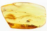 Detailed Fossil Winged Ant (Formicidae) In Baltic Amber #294394-1